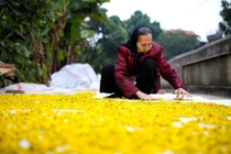 Tự bào chế hoa cúc chữa bệnh, làm đẹp