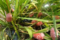 Cách phòng trừ ốc bươu vàng đảm bảo an toàn sản xuất lúa.