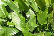 Khi say rượu phải làm gì?