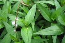 Rau răm chữa chậm tiêu