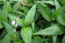 Rau răm chữa chậm tiêu