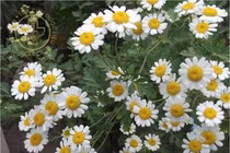 Hoa cúc đuổi côn trùng