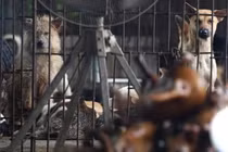 Tránh lây truyền Covid-19 từ vật nuôi sang người