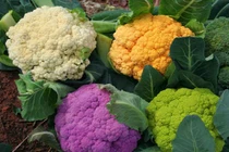 Tác dụng thực của súp lơ Nhật Bản siêu đắt