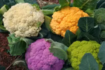 Tác dụng thực của súp lơ Nhật Bản siêu đắt