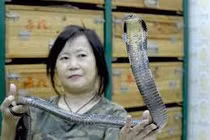 người đàn bà 50 năm bắt rắn