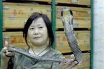 người đàn bà 50 năm bắt rắn