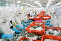  Xuất khẩu tôm vào EU tăng trưởng hai con số