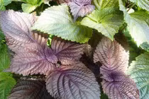 Những loại thảo dược chữa gút ai cũng có thể áp dụng