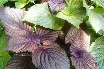 Những loại thảo dược chữa gút ai cũng có thể áp dụng