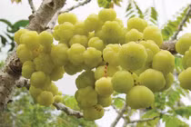 Chùm ruột: Thức ăn & vị thuốc thanh nhiệt, giải độc