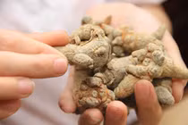 Thực hư thảo dược trị ung thư