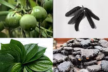 Viết theo yêu cầu bạn đọc: Bài thuốc ngâm làm co búi trĩ