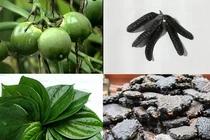 Viết theo yêu cầu bạn đọc: Bài thuốc ngâm làm co búi trĩ