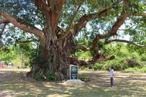 Huyền bí rừng mộ ché của người M’Nông – Kỳ cuối: Còn đó bao điều bí ẩn