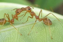 Kiến có 2 dạ dày