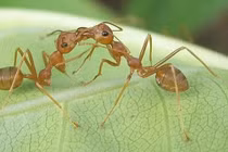 Kiến có 2 dạ dày