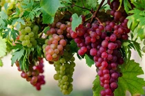 Ăn nho thường xuyên ngăn ngừa bệnh tim mạch