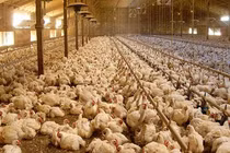 Giá còn 7.000 đồng/kg, hơn 60 triệu con gia cầm chờ bán