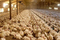 Giá còn 7.000 đồng/kg, hơn 60 triệu con gia cầm chờ bán