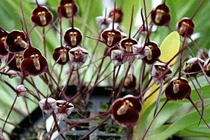 Tránh để hoa lan chết vì “sốc”