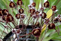 Tránh để hoa lan chết vì “sốc”