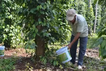 Sản xuất đồng làm phân bón vi lượng