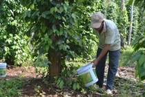 Sản xuất đồng làm phân bón vi lượng