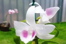 Chi nửa tỷ đồng mua lan đột biến, chơi được vài ngày thì cây ngắc ngoải