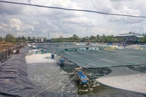 Cần cơ chế quản lý sát sao các trại nuôi tôm