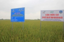 Phê duyệt đề án phát triển nông nghiệp hữu cơ giai đoạn 2020 - 2030