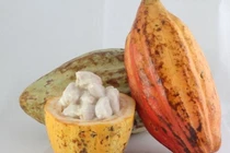  Hoạt chất trong vỏ ca cao