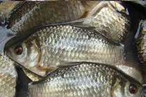 Cá diếc tốt cho bệnh nhân ung thư