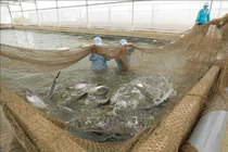 Khu vực nuôi cá tra bố mẹ của Tập đoàn Việt - Úc. Ảnh: Phạm Hậu/TTXVN