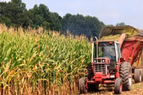  Dự báo năng suất cây trồng qua ảnh vệ tinh