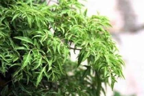 Thảo dược trị thiểu năng tuần hoàn não