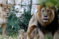 Tám con sư tử ở vườn thú Ấn Độ mắc Covid-19