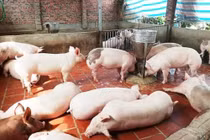 Giá lợn hơi xuống dưới 80.000đ/kg