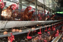 Nguy cơ bùng phát dịch cúm gia cầm khi virus corona đang hoành hành