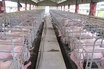 Gia Lai: Chấn chỉnh công tác bảo vệ môi trường trong chăn nuôi