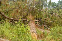 UBND tỉnh Lâm Đồng chỉ đạo các cơ quan chức năng khẩn trương điều tra, xử lý nghiêm vụ phá rừng trái pháp luật xảy ra tại khoảnh 7, tiểu khu 366, xã Ninh Loan, huyện Đức Trọng. Ảnh minh họa.