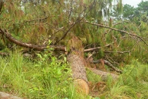 UBND tỉnh Lâm Đồng chỉ đạo các cơ quan chức năng khẩn trương điều tra, xử lý nghiêm vụ phá rừng trái pháp luật xảy ra tại khoảnh 7, tiểu khu 366, xã Ninh Loan, huyện Đức Trọng. Ảnh minh họa.