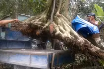 Cây cổ thụ khó trồng