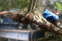 Cây cổ thụ khó trồng