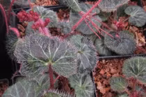 Năm Nhâm Dần: Kể chuyện vị thuốc tên Hổ, Hùm