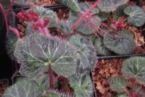 Năm Nhâm Dần: Kể chuyện vị thuốc tên Hổ, Hùm