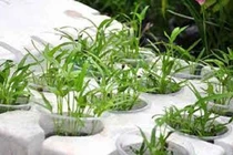 Những loại rau trồng được bằng thủy canh