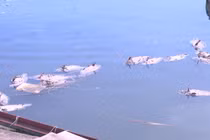 Sông Đà cạn nước, gần 35 tấn cá chết trắng lồng