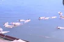 Sông Đà cạn nước, gần 35 tấn cá chết trắng lồng