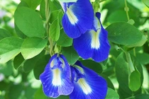 Người có máu khó đông không dùng nước hoa đậu biếc 